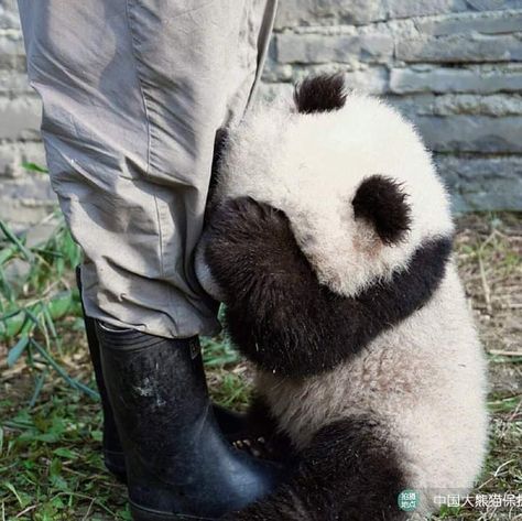 Tiny Panda, Panda Hug, Pandas Playing, Baby Panda Bears, Cute Puppy Wallpaper, Panda Eyes, Panda Panda, Panda Bears, Bao Bao