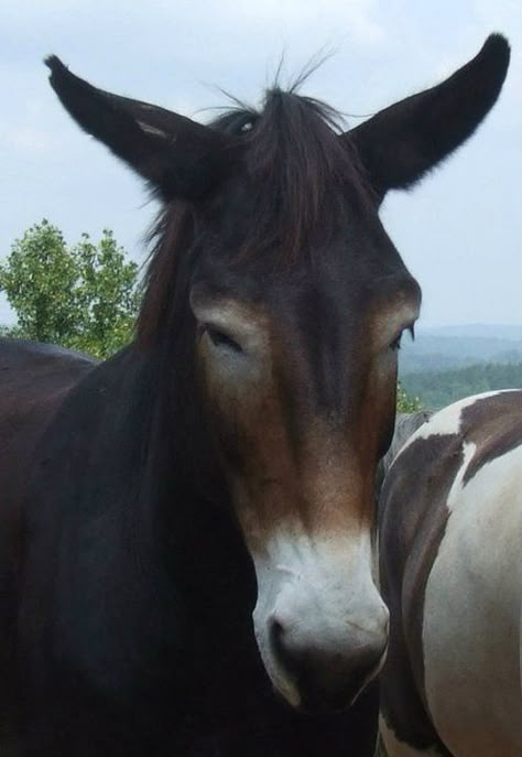 Mule  photograph by Sande McCarty, Artist Mule Aesthetic, Horse Hooves Aesthetic, Mule Aesthetic Animal, Mule Animal, Brown Horse Aesthetic, Draft Mule, Wild West Horse Aesthetic, Mules Animal, Brown Horse With Black Mane