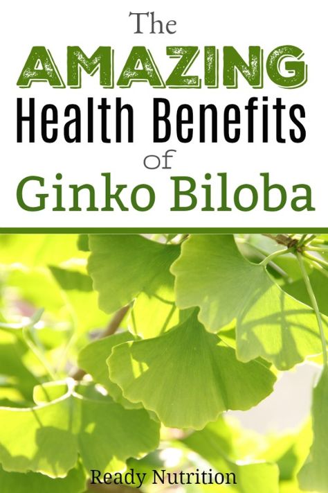 The Amazing Health Benefits of Ginkgo Biloba | Ready Nutrition Ginko Biloba Benefits, Ginkgo Biloba Benefits, Ginkgo Biloba Tree, Ginko Biloba, Chinese Herbal Medicine, Herbs For Health, Tea Benefits, Ginkgo Biloba, Italian Cooking