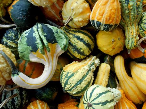 Ten Great Ideas For Decorating With Gourds - Here By Design Decorating With Gourds, Flowering Kale, Cabbage Varieties, Fall Container Gardens, Ornamental Kale, Ornamental Cabbage, Hypericum Berries, Thanksgiving Harvest, Fall Recipes Healthy