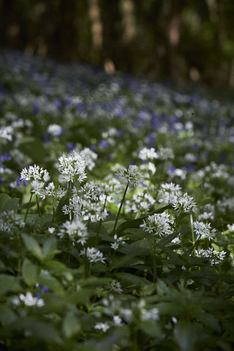 Gardening 101: Wild Garlic - Gardenista Nordic Garden, Ground Covering, Wild Garlic, Gardening 101, Vegetable Gardening, Walk In The Woods, Spring Garden, Plant Care, Green And White