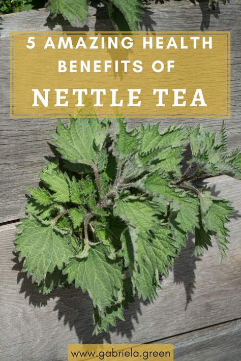 Nettle Leaf Benefits, Nettle Tea Benefits, Benefits Of Nettle, Nettle Benefits, Nettle Recipes, Nettle Leaf Tea, Nettle Tea, Natural Headache, Healing Tea