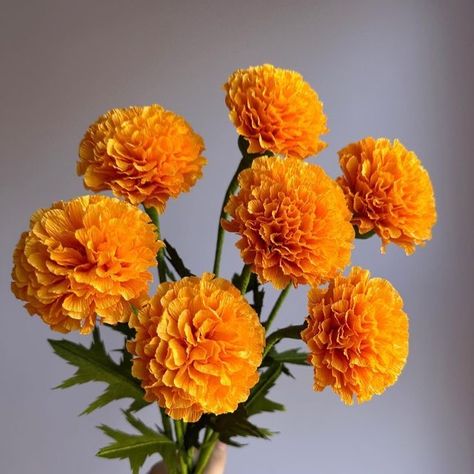 Marigold Flower Aesthetic, Marigold Aesthetic, Marigold Bouquet, Arcana Oc, Winter Flowering Plants, Nails Flowers, Flower Types, Marigold Flowers, Visual Library