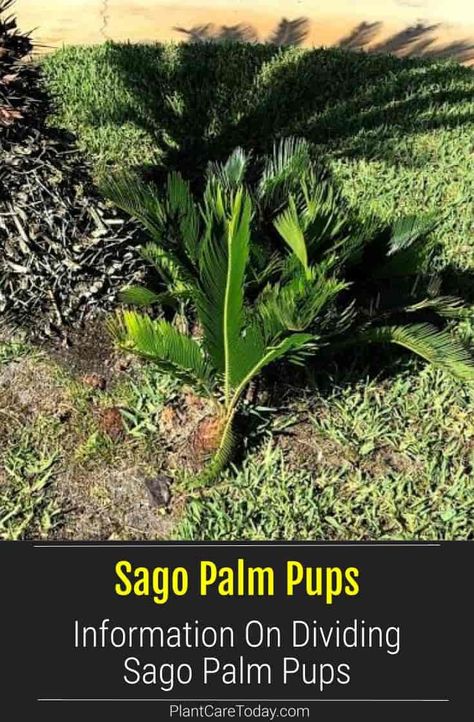 Sego Palm, Sago Palm Care, Palm Tree Care, Sago Palm Tree, Backyard Hacks, Fantasy Fudge, Tree Stem, Sago Palm, Answer This Question