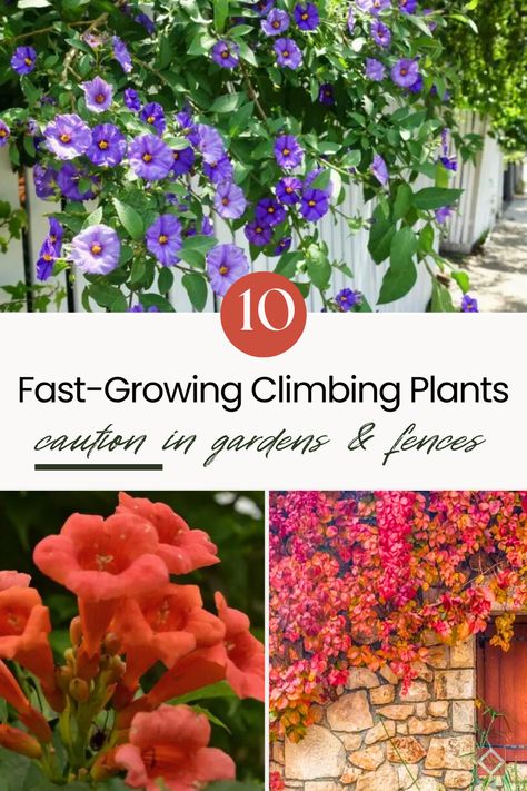 Climbing plants bring a touch of vertical beauty to any garden, but some can quickly transform from charming additions to unruly invaders.   Research suggests that the way climbing plants choose and use supports (like trees or walls) has a big impact on the environment.   Here are 10 climbing plants that, while alluring, require careful consideration before introducing them to your garden.