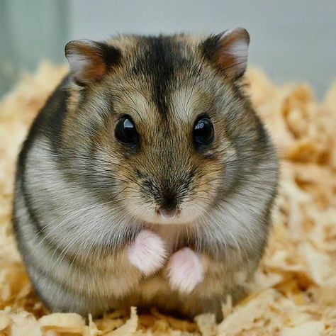 Brown and Black Striped Hamster: The Miniature Teddy Bear Pet 🐾 Brown Hamster, Tiny Teddy Bear, Tiny Teddies, Cute Hamsters, Healthy Happy, Black Stripes, Teddy Bear, Pet, Black