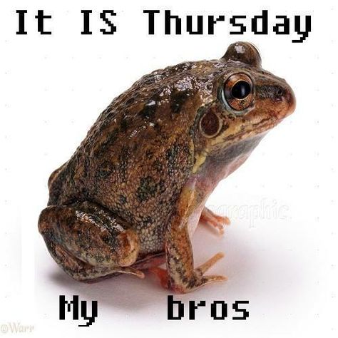 Thursday Frog, It Is Wednesday My Dudes, Warrior Cats Funny, Frog Meme, Facing Fear, Frog Pictures, Me Irl, Funny Pix, Funny Frogs