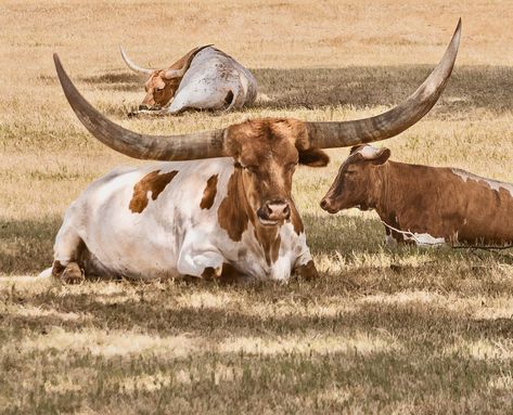 photograph of longhorns in a meadow Cow Paintings, Long Horns, Crazy Animals, Longhorn Steer, Holy Moly, Cow Painting, Texas Longhorns, Cute Cows, Weird Animals