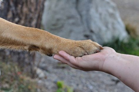 Easy, Affordable Ways to Protect Your Dog’s Paws (Beyond Booties) Dog Paw Moisturizer, Dry Dog Paws, Dog Paw Balm, Puppy 101, Paw Balm, Dog Nails, High Five, Animal Welfare, Pet Loss