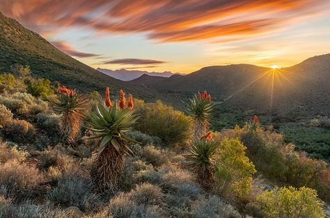 Instagram South Africa on Instagram: “Photo By: @janikalheit⁠ "The Aloe Ferox (Cape aloe) are in full bloom in the Klein Karoo region of South Africa. I captured this image on…” Karoo South Africa, South Africa Landscape, Karoo Landscape, Africa Vintage, South Africa Travel, Landscape Art Painting, Painting Art Lesson, Store Design Interior, Cape Town South Africa