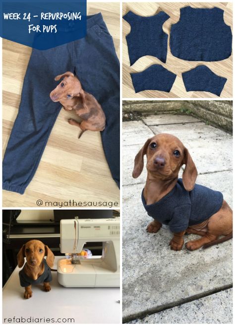 Bandana Diy, Dog Clothes Diy, Cat Ideas, Small Dog Clothes, Denim Projects, Dog Clothes Patterns, Girl Dog, Dog Dress, Dog Pajamas