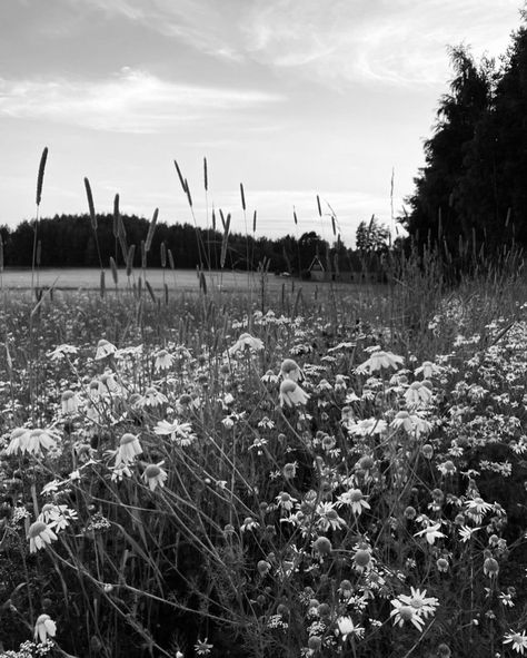 #countryside #country #flowers #summer #evening #forest #field #old Black And White Forest Aesthetic, Dandelion Soup, Mom Background, Field Black And White, Black And White Country, Forest Field, Countryside Aesthetic, Country Backgrounds, Red Spider Lily