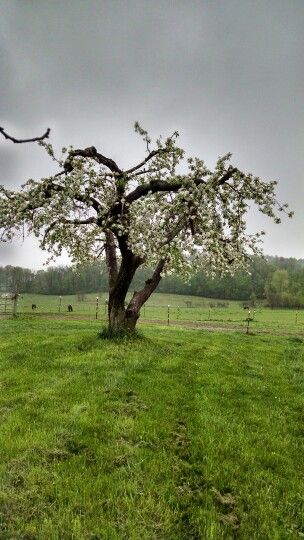 Old apple tree on the farm, still producing fruit! Old Apple Tree, Tree House Drawing, Tree Braids Hairstyles, Tree Braids, Tree Of Life Tattoo, Faux Tree, Old Trees, Ancient Forest, House Drawing