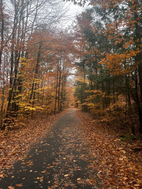 Rainy Fall Pictures, Rainy Fall Weather, Rainy Day Astethic, Catskills Ny Aesthetic, Rainy Autumn Aesthetic, Fall Weather Aesthetic, Rainy Fall Aesthetic, Fall Rainy Day, Rainy Autumn Day