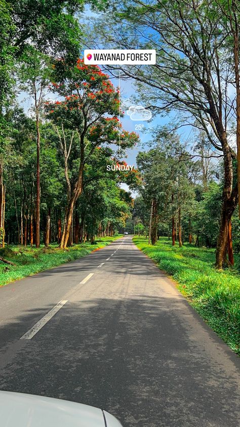 Typo Wayanad Aesthetic, Wayanad Photography, Morning Snap, Hands Aesthetic, Bff Hands Aesthetic, Youtube Content, Instagram Collage, Army Video, Forest Road