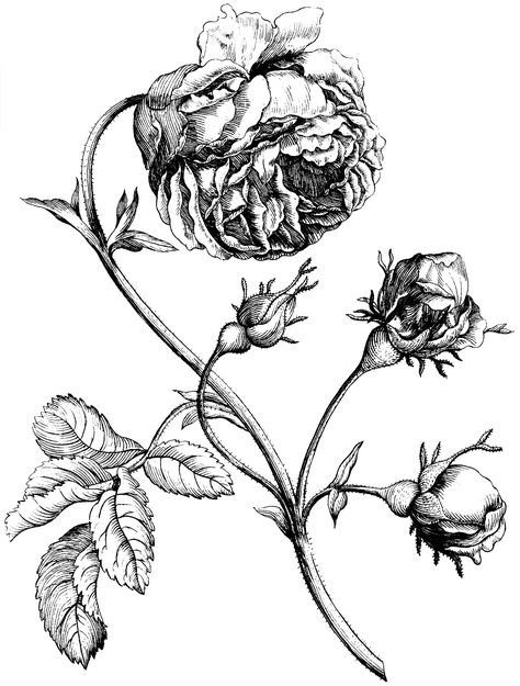 Botanical Woodcut, Rose Engraving, Botanical Illustration Black And White, Flower Engraving, Fairy Rose, Rose Line Art, The Graphics Fairy, Black And White Flower, Picture Engraving