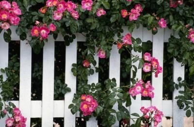 David De Lossy/Photodisc/Getty Images Yard Fence, Fencing Ideas, Living Fence, Concrete Fence, Types Of Fences, Garden Vines, Front Yard Fence, Busy Street, Fence Art