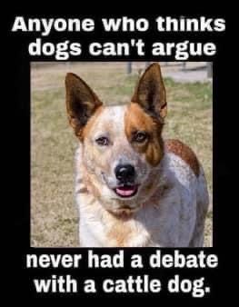 Blue Heeler Memes, Cattle Dog Quotes, Australian Cattle Dog Funny, Funny Dog Reaction, Rat Funny, Red Heeler Dog, Cattle Dog Puppy, Aussie Cattle Dog, Heeler Dogs