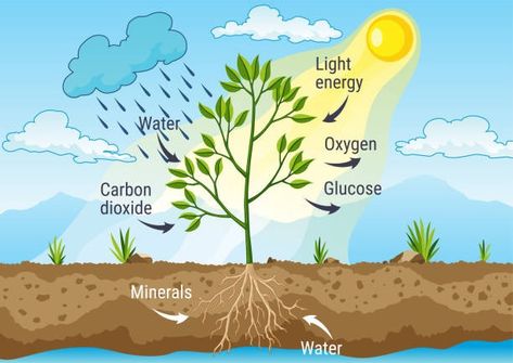 720+ Photosynthesis Diagram Stock Photos, Pictures & Royalty-Free Images - iStock | Photosynthesis process, Chloroplast, Stomata Sun Diagram, Carbon Cycle, Permaculture Design, Diagram Design, Beautiful Illustration, Container Gardening Vegetables, Light Energy, Carbon Dioxide, Water Me