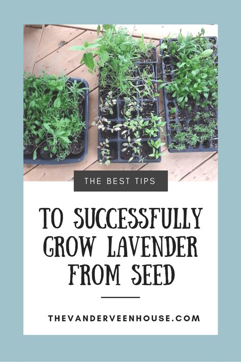 Here are my best tips to successfully grow lavender from seed! If you want to start lavender seeds indoors to get a head start on the growing season, check out these easy tips. You can easily grow lavender indoors from seed. #lavender #seedstarting #growlavender Starting Lavender From Seed, Grow Lavender Indoors, Indoor Lavender, Grow Lavender From Seed, Growing Lavender From Seed, Lavender From Seed, Lavender Indoors, Grow Lavender, Lavender Hedge