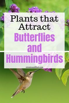 Flowers For Butterflies, Plants That Love Shade, Plants To Attract Hummingbirds, Butterflies And Hummingbirds, Butterfly Garden Plants, Hummingbird Food, Plants That Attract Butterflies, Hummingbird Plants, Attract Hummingbirds