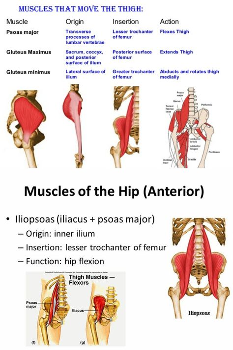 Flexuon at Hip - Psoas major / Illiopsoas ... Psoas Major, Muscles Anatomy, Greater Trochanter, Remedial Massage, Massage Therapy Business, Yoga Anatomy, Muscular System, Muscle Anatomy, Lower Limb