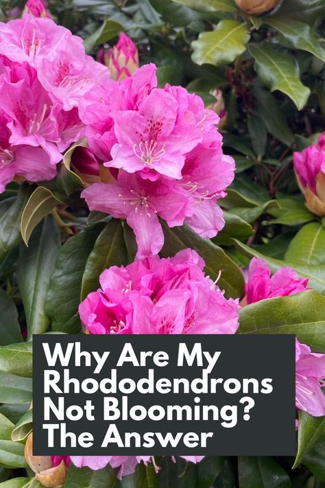 nlock the Answer to Why Your Rhododendrons Aren't Blooming and bring back their stunning floral display! Discover the common factors that hinder blooming, from improper pruning to insufficient sunlight. Our guide provides valuable insights and practical solutions to help your Rhododendrons thrive. IG Photo by: soiledplantiez Pruning Rhododendrons, Rhododendron Care, Rhododendron Plant, Diy Fertilizer, Common Factors, Plant Diseases, Landscape Plan, Floral Display, Plant Food