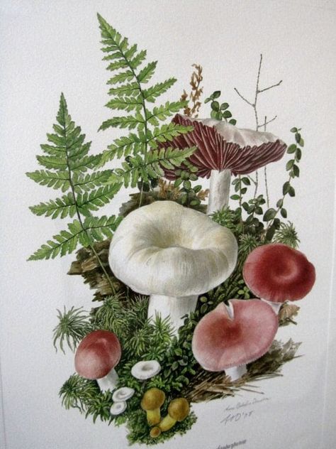 Botanical Artists, Fern Tattoo, Molluscs, Mushroom Drawing, Scientific Illustration, Mushroom Art, Botanical Drawings, Plant Illustration, 판타지 아트