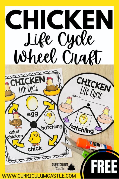 Life Cycle Of A Chicken Kindergarten, Chicken Science Preschool, Lifecycle Of A Chicken Preschool, Life Cycle Of A Bird Craft, Chicken Life Cycle Kindergarten, Life Cycle Of Chicken Preschool, Lifecycle Of A Chicken Craft, Life Cycles Activities For Preschoolers, Chicken Life Cycle Craft Preschool