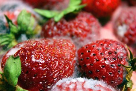 moldy strawberries Moldy Strawberries, Moldy Strawberry, Creepy Strawberry, Crunchy Strawberries, Moldy Fruit Photography, Rotten Strawberry, Decaying Fruit, Strawberry Close Up, Gross Food