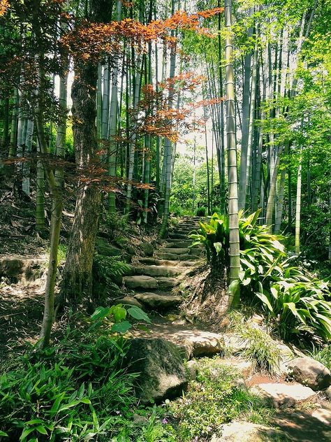 "Steps in the Bamboo Forest" by kansaikate | Redbubble Japan Bamboo Forest, Japanese Garden Bamboo, Japan Forest, Game Landscape, Forest Cafe, Cafe Inspiration, Cedar Forest, Stone Steps, Japanese Maple Tree