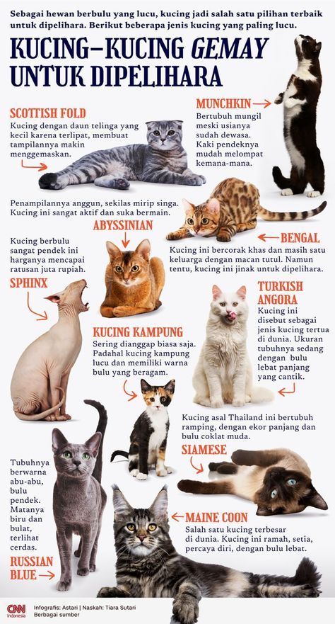 Ada Sphinx, kucing dengan harga ratusan juta rupiah hingga Bengal, kucing yang masih satu keluarga dengan macan tutul. Manakah jenis kucing yang ingin Anda pelihara? #Infografis #CNNIndonesia #jeniskucing #kucing #kucinglucu #jeniskucinglucu #kucinggemay #kucingimut #kucingsphinx #kucingscottishfold #kucingmunchkin #kucingbengal #kucingabyssinian #kucingturkishangora #kucingsiamese #kucingmaincoon #kucingrussianblue #kucingkampung #kucingpeliharaan #cats #macammacamkucing Macan Tutul, Most Popular Cat Breeds, Tonkinese Cat, Turkish Van, Japanese Bobtail, Cat Years, Birman Cat, Himalayan Cat, Cornish Rex