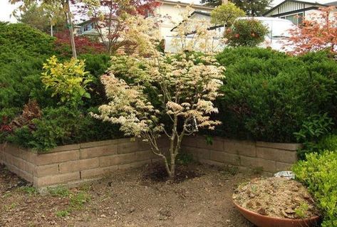 Gorgeous Trees, Bonsai Making, Maple Trees, Japanese Maple Tree, Specimen Trees, Tree Nursery, Acer Palmatum, Sandy Soil, Clay Soil