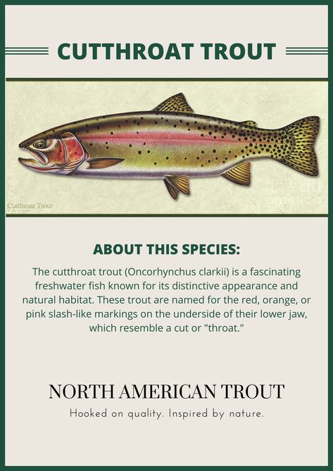 The cutthroat trout (Oncorhynchus clarkii) is a fascinating freshwater fish known for its distinctive appearance and natural habitat. These trout are named for the red, orange, or pink slash-like markings on the underside of their lower jaw, which resemble a cut or "throat." Cutthroat trout vary in coloration depending on their subspecies and habitat. They typically have an olive-green to brownish body with scattered black spots, and their colors can range from vibrant to more muted. Moving Poetry, Tiger Trout, Micron Art, Fish Anatomy, Trout Painting, Trout Art, Cutthroat Trout, Fly Fishing Art, Fishing Stuff