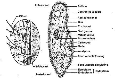 Paramecium - www.101science.com Paramecium Diagram, Biology Diagrams, Science Diagrams, Scientific Drawing, Bear Drawings, Pic Collage, Teaching Biology, Cute Bear Drawings, Microscopes