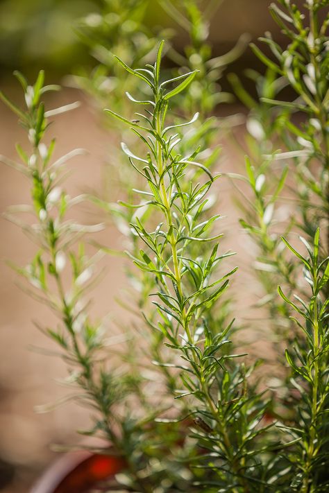 Best Herb Plants to Grow in Water | Better Homes & Gardens Get Rid Of Ticks, Plants That Repel Bugs, Flea Repellent, Herb Plants, Tattoo Plant, Rosemary Plant, Garden Herbs, Herb Gardening, Mint Plants