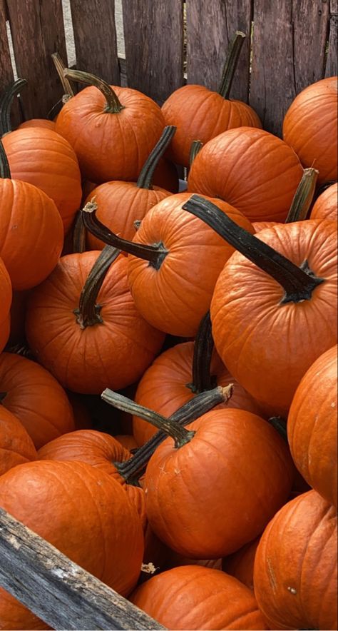 Cider Mill Photoshoot, Fall Asethic, Halloweenský Makeup, Fall Mood Board, Pumpkin Autumn, Fall Bucket List, Pumpkin Spice Season, Autumn 2023, Fall Inspo