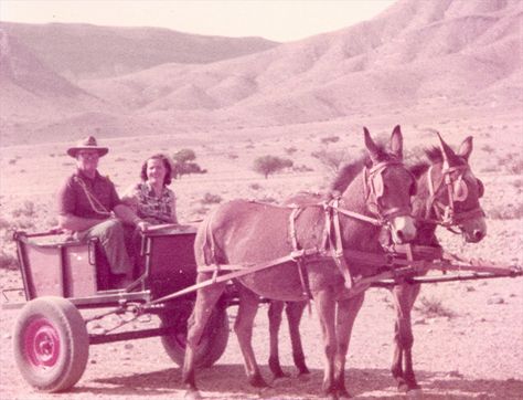 In the old days  - #Namibia #Africa #Transport Donkey Carts South Africa, Donkey Cart, Moodboard Images, Donkey Art, Western Car, African Christmas, Namibia Africa, African Art Paintings, The Donkey