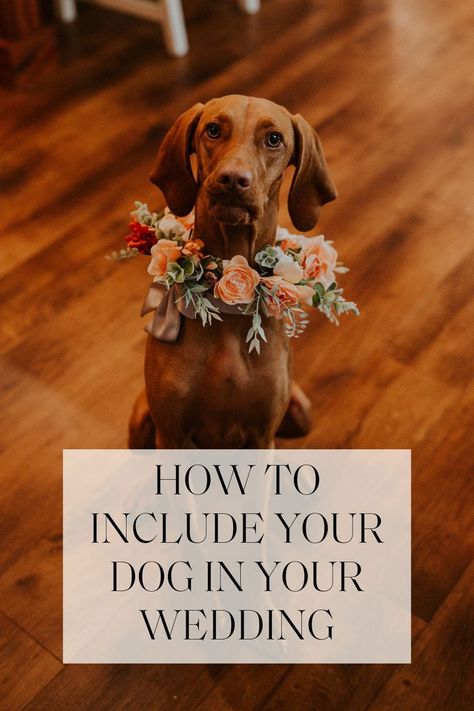 Bride and groom's dog poses for photos during elopement day in Michigan. Dog Attire For Wedding, Great Dane Wedding, Dogs In Weddings Ceremony, Wedding Invitation With Dog, How To Incorporate Dogs Into Wedding, Wedding Ideas Dog, Dogs At Weddings Ideas, Dog In Wedding Ideas, Dog Elopement