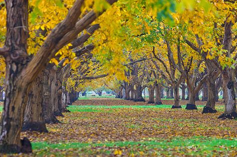 Walnut Orchard, Cranberry Farm, Fall Scenes, Fall Trees, Marketing Products, Cali Girl, Fall Craft, Old Trees, States In America