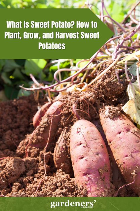 What is Sweet Potato? How to Plant, Grow, and Harvest Sweet Potatoes Harvest Sweet Potatoes, Fast Healthy Breakfast, Growing Winter Vegetables, Growing Sweet Potatoes, Winter Vegetables Gardening, Sweet Potato Toast, Healthy Sweet Snacks, Growing Cucumbers, Food Gardening