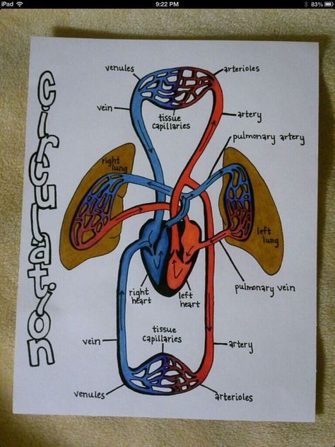 Normal Blood Circulation Study Diagrams, Human Anatomy Study, Medical Student Study, Nursing School Studying, Nursing School Tips, Medical School Studying, Nursing School Notes, Human Anatomy And Physiology, Biology Notes