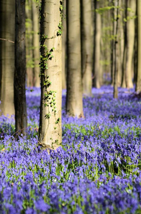 outdoormagic: Bluebell wood by Heather Aplin on Fivehundredpx Calming Images, Wild Bluebell, Blue Bell Flowers, Green Trees, Flower Field, Beautiful Photography, In The Woods, Natural Wonders, Nature Beauty