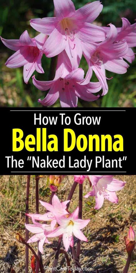 Correct Belladonna plant care grows bulbs of delightful bell-shaped fragrant flowers, glowing Bella Donna Flower, Surprise Lily, Flowers Glowing, Belladonna Flower, Plant Essentials, Amaryllis Care, Amaryllis Belladonna, Lily Plant, Rain Lily