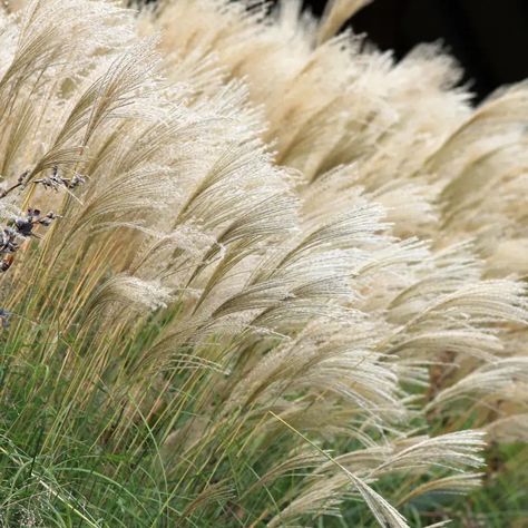 Karl Foerster Feather Reed Grass | Plant by Number Cotton Candy Grass, Red Fountain Grass, Different Types Of Grass, Plants For Landscaping, Feather Reed Grass, Mexican Feather Grass, Blue Fescue, Red Grass, Pond Garden