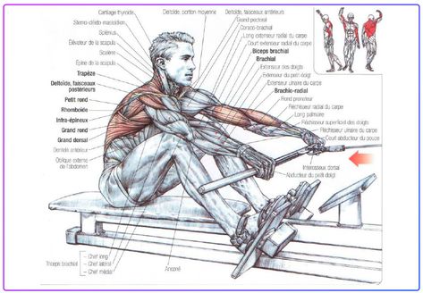 Benefits Of Rowing Machine, Rowing Machine Workout Benefits, Row Machine Benefits, Workout 2023, 2023 Workout, Rowing Machine Workout, Rowing Workout, Rowing Machines, Muscle Building Workouts