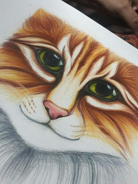 cat drawing sketches, cat eye drawing, cat drawing ideas, cat drawing simple, cat drawings simple, cat drawing realistic, cat pictures, drawing cat, cats drawing reference, cat images, cat drawings, cute cat, cat drawing face, cat drawing tutorial, pencil drawing, animal drawing Staedtler Colour Pencil Drawings, Cat Eye Drawing, Colour Pencil Drawings, Eye Pencil Drawing, Pencil Colours, Color Pencil Sketch, Water Color Pencil, Colored Pencil Tutorial, Sketches Pencil