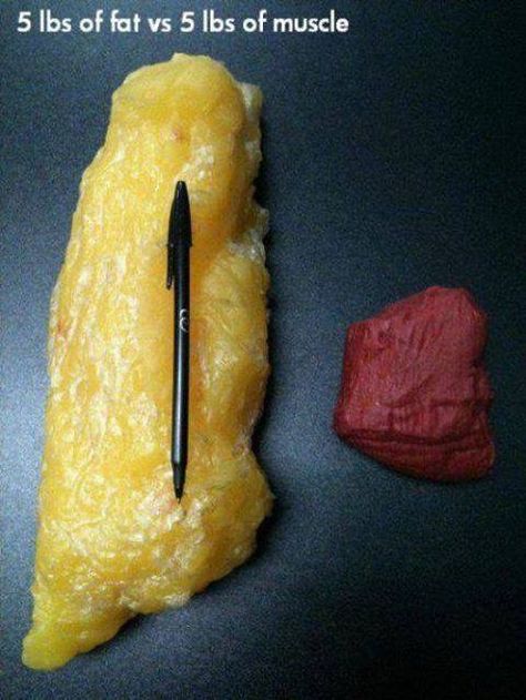 Fat vs muscle Fat Vs Muscle, 5 Lbs Of Fat, Pound Of Fat, Formda Kal, Pilates Reformer, Sport Motivation, Get In Shape, Fitness Diet, Stay Fit