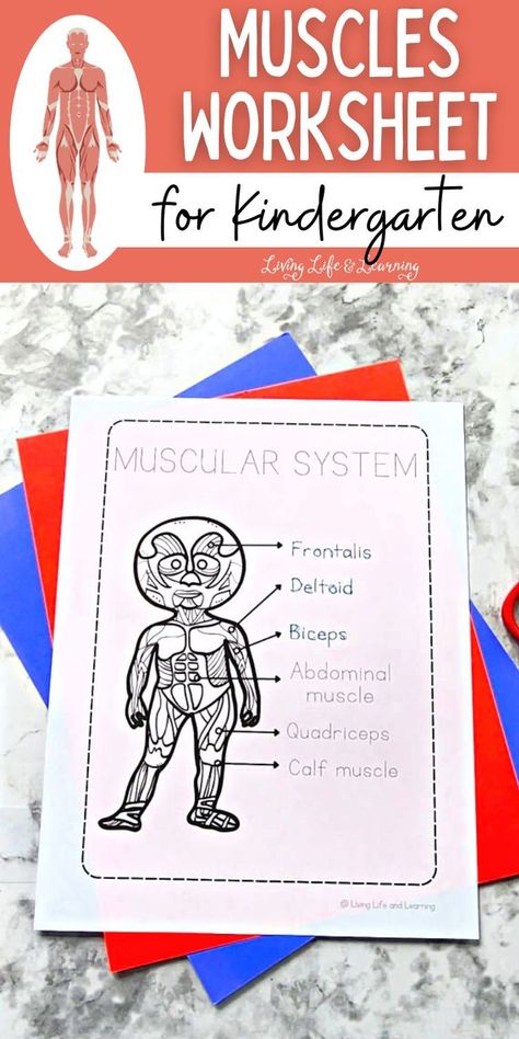 Muscles Worksheet for Kindergarten Muscular System Labeled, Muscles Worksheet, Muscular System Activities, Tracing Words, Human Body Printables, The Muscular System, Human Body Worksheets, Educational Toddler Activities, Worksheet For Kindergarten