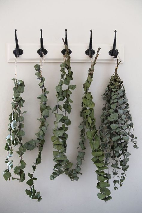 Eucaliptus Decoration Bathroom, Planting Eucalyptus Outside, How To Grow Eucalyptus Plants, How To Propagate Eucalyptus, Eucalyptus Plant Indoor, Epsom Salt For Plants, Eucalyptus Garden, Plant Eucalyptus, Eucalyptus Plant